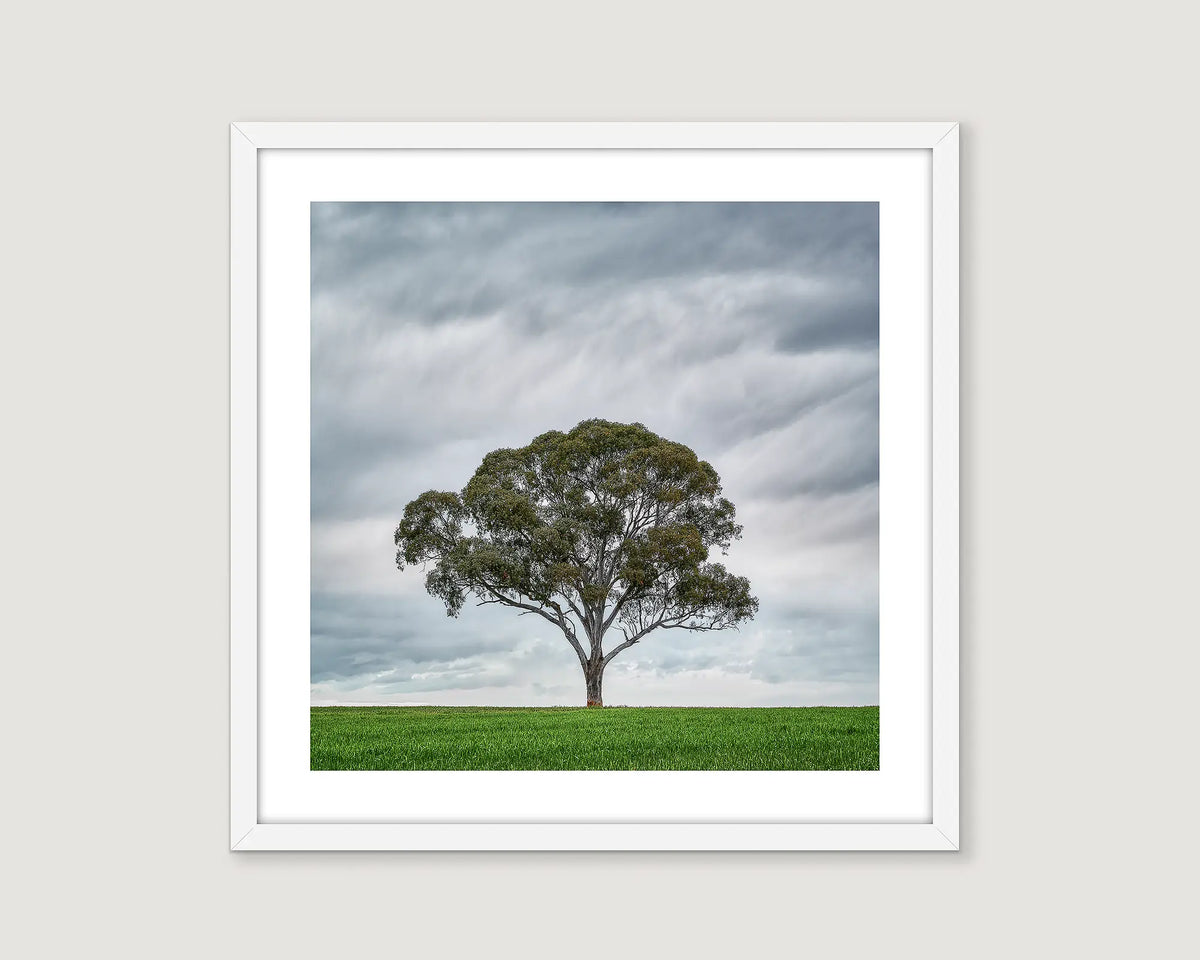 Framed photograph of a gum tree in a green field with a stormy sky behind.