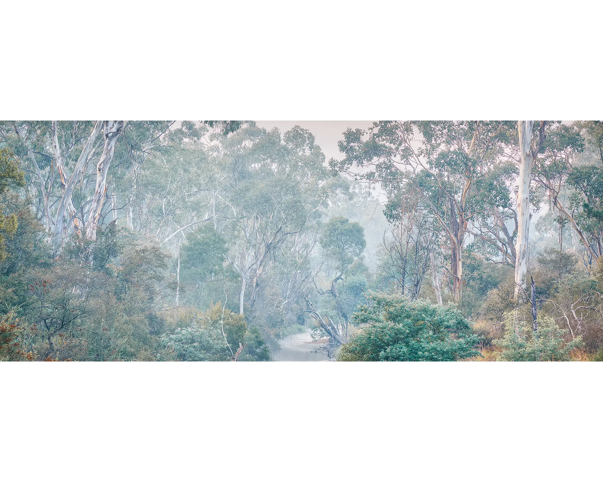 Sounds Of The Ovens. Fog in gum trees, Ovens River, Victoria, Australia.