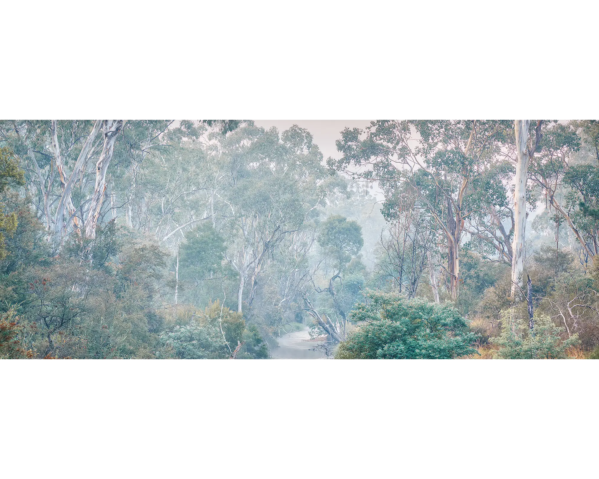 Sounds Of The Ovens. Fog in gum trees, Ovens River, Victoria, Australia.