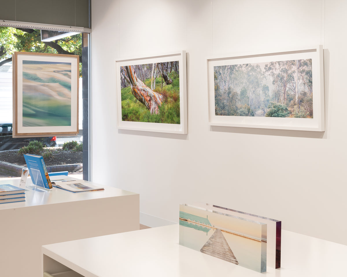 Sounds Of The Ovens. Fog in gum trees Ovens River, Victoria, with white frame, on display in gallery.