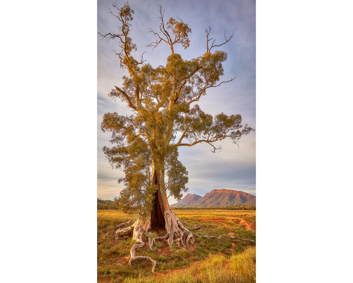 Spirit OF Endurance. Cazneaux Tree, River Red Gum, Flinders Ranges, South Australia.