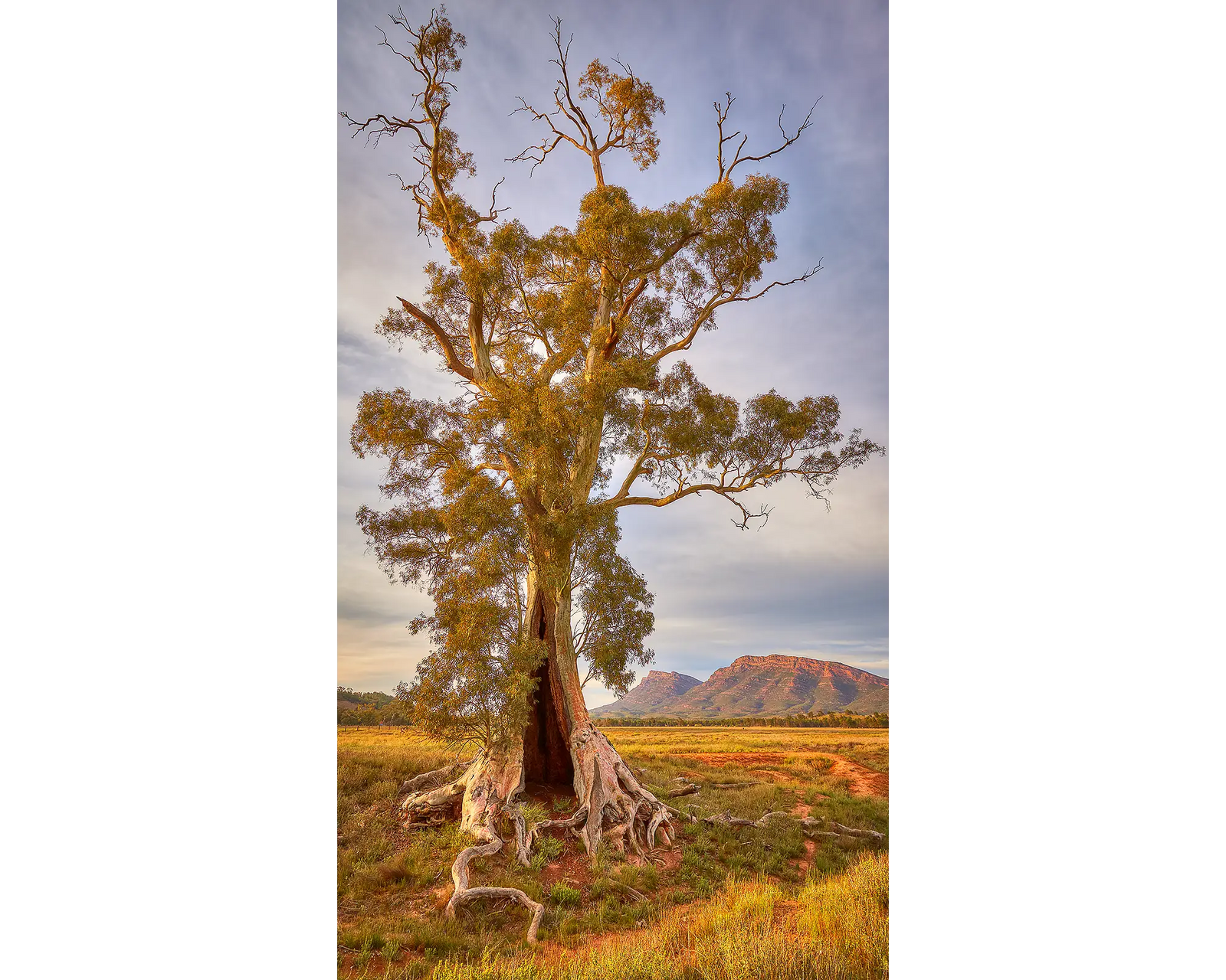 Spirit OF Endurance. Cazneaux Tree, River Red Gum, Flinders Ranges, South Australia.