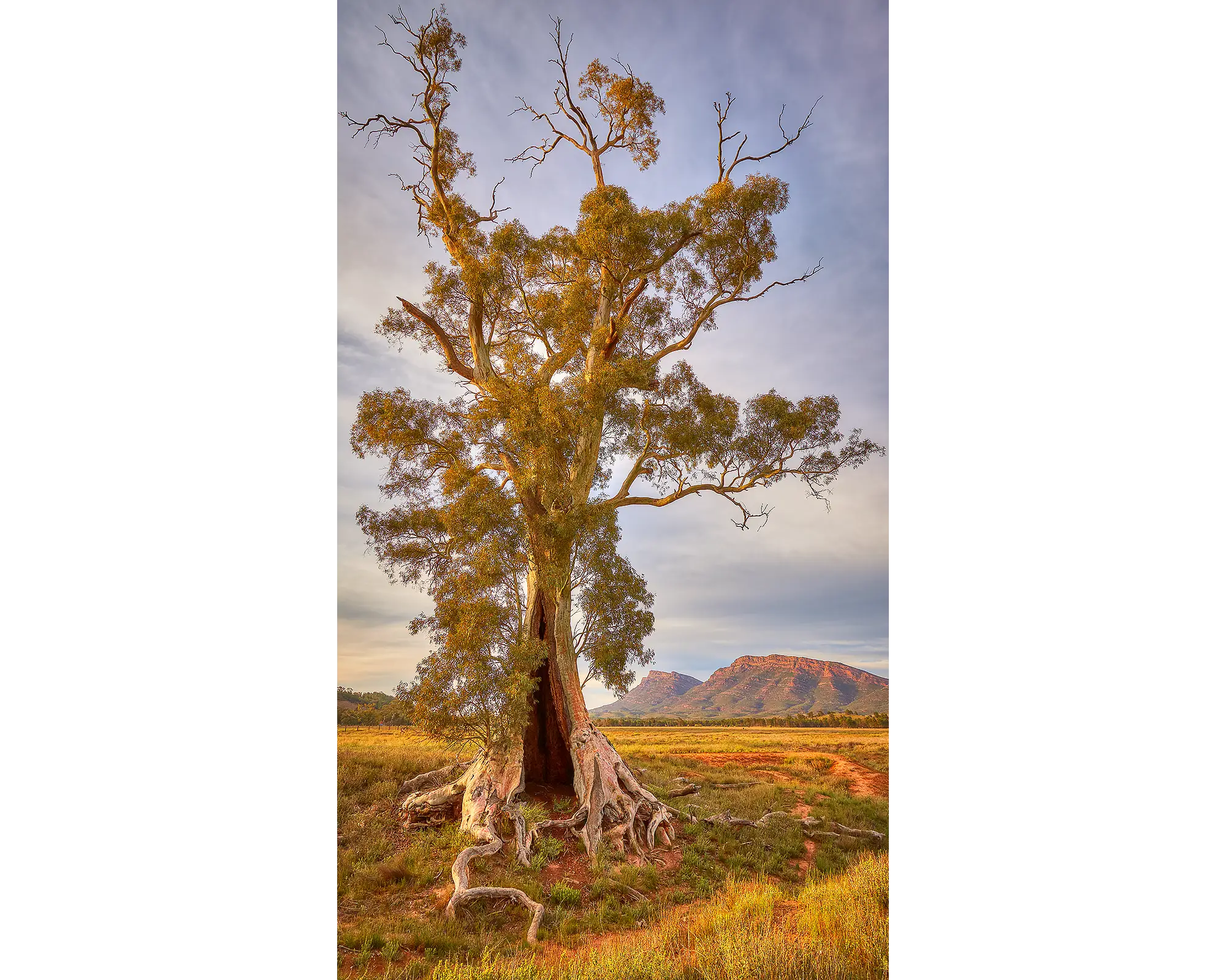 Spirit OF Endurance. Cazneaux Tree, River Red Gum, Flinders Ranges, South Australia.