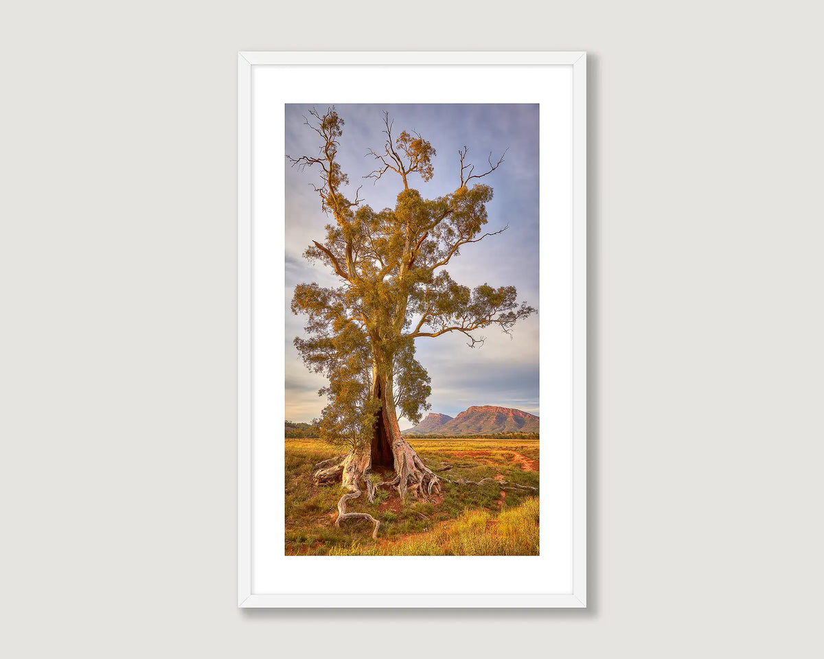 Framed artwork of the Cazneaux Tree with Flinders Ranges in the background.