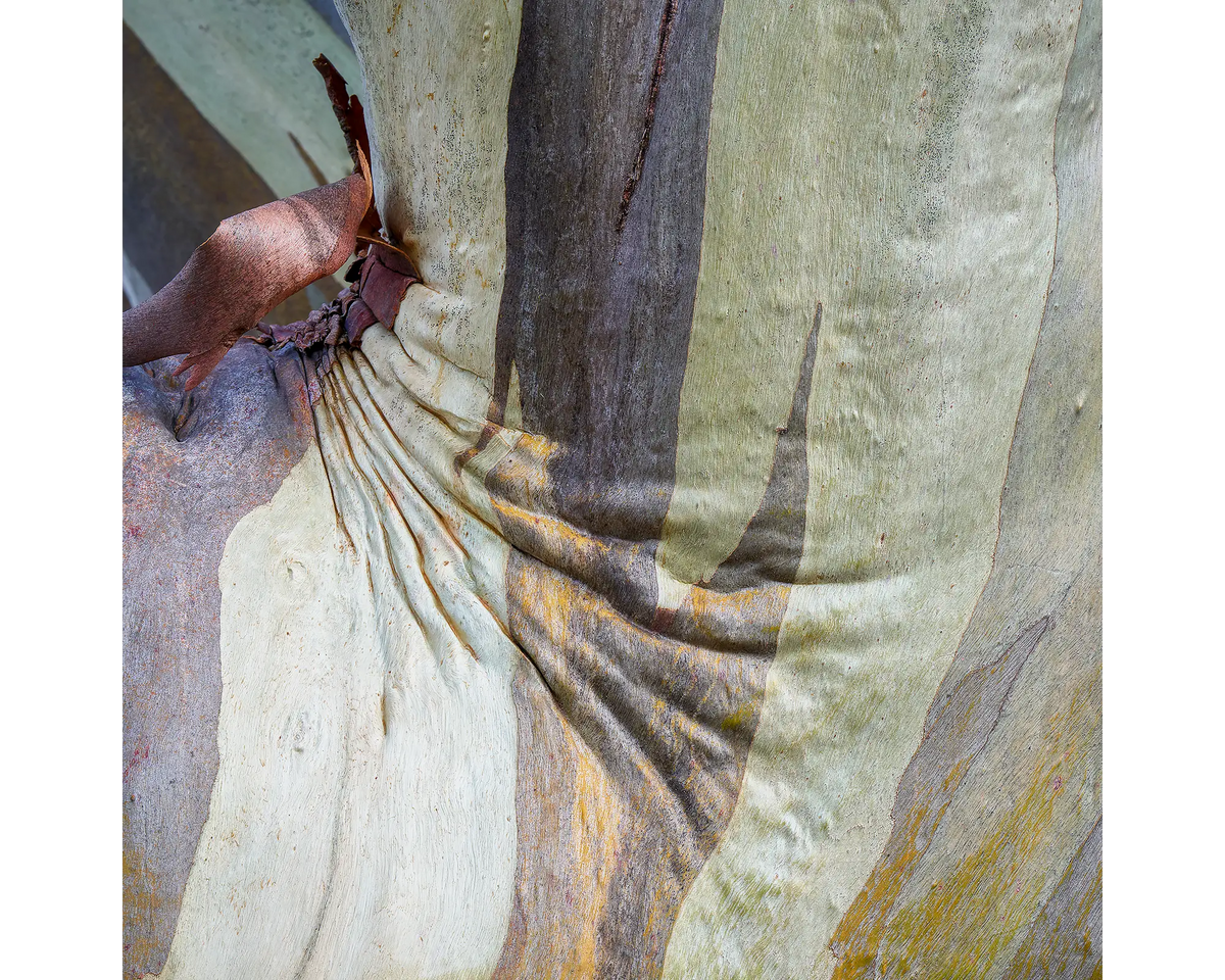 Squish. Patterns in Snow Gum bark, Mount Buller, Victoria.