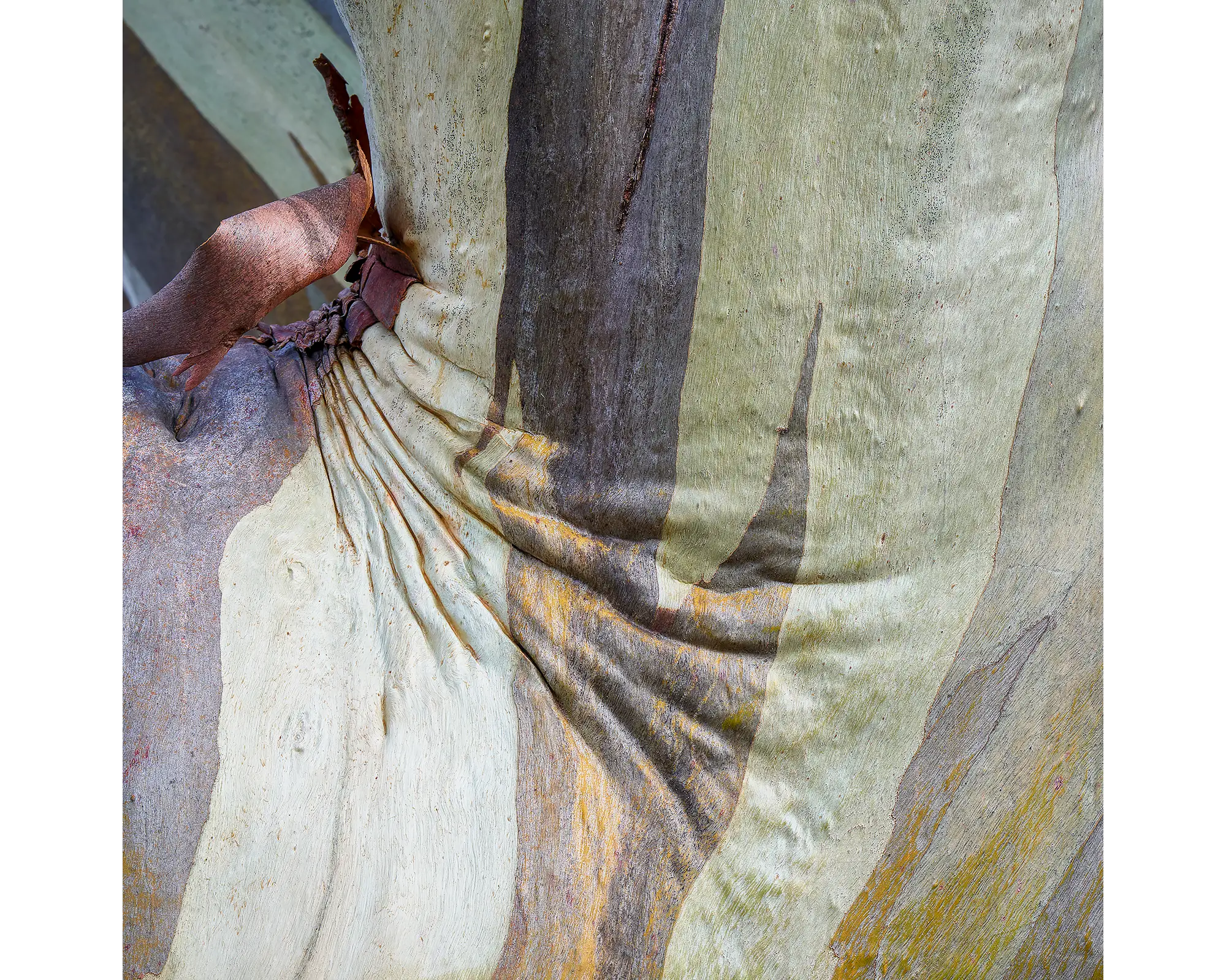 Squish. Patterns in Snow Gum bark, Mount Buller, Victoria.
