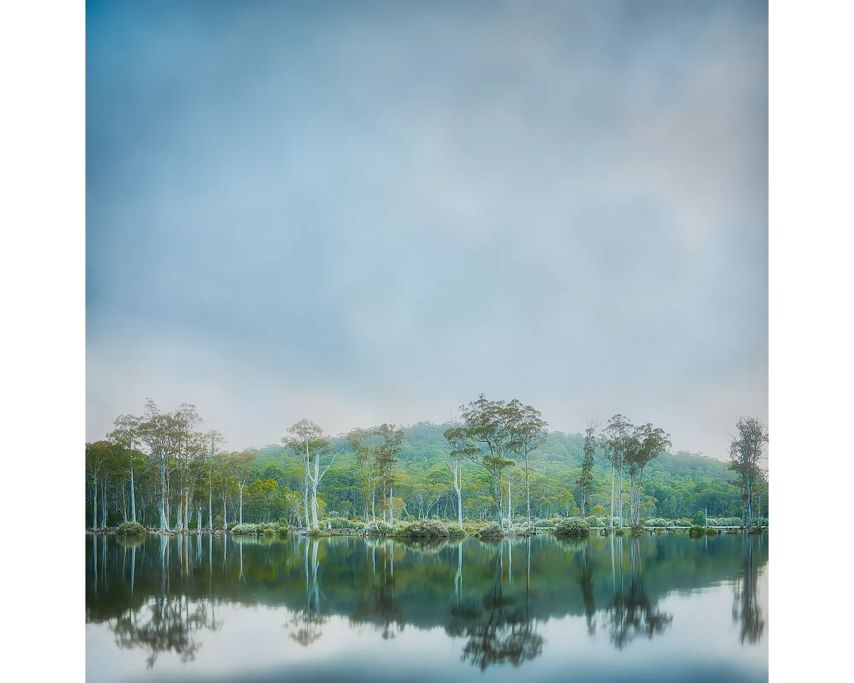 Still Standing. Fog rising over trees, Gordon Franklin Wild Rivers, Tasmania.