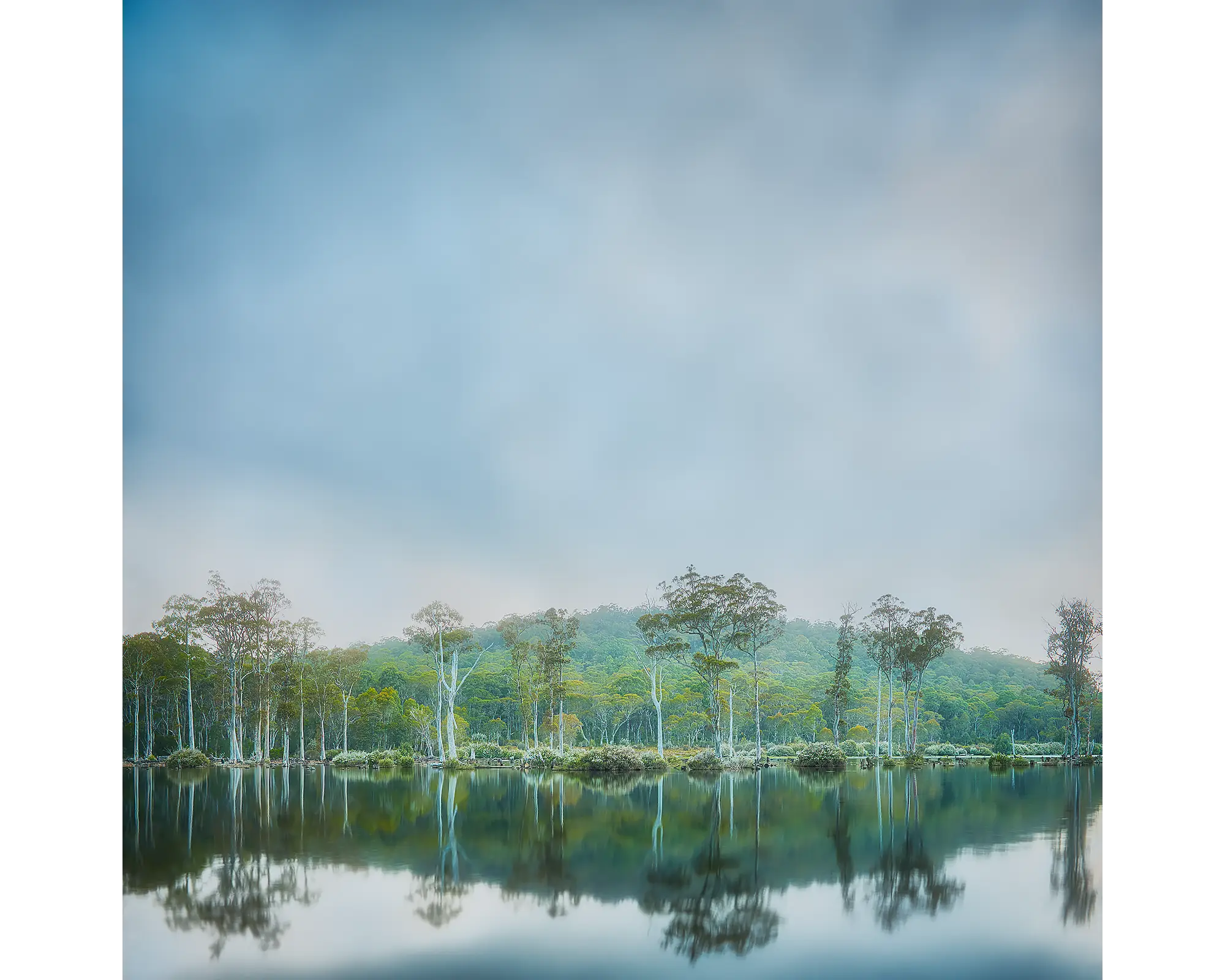 Still Standing. Fog rising over trees, Gordon Franklin Wild Rivers, Tasmania.