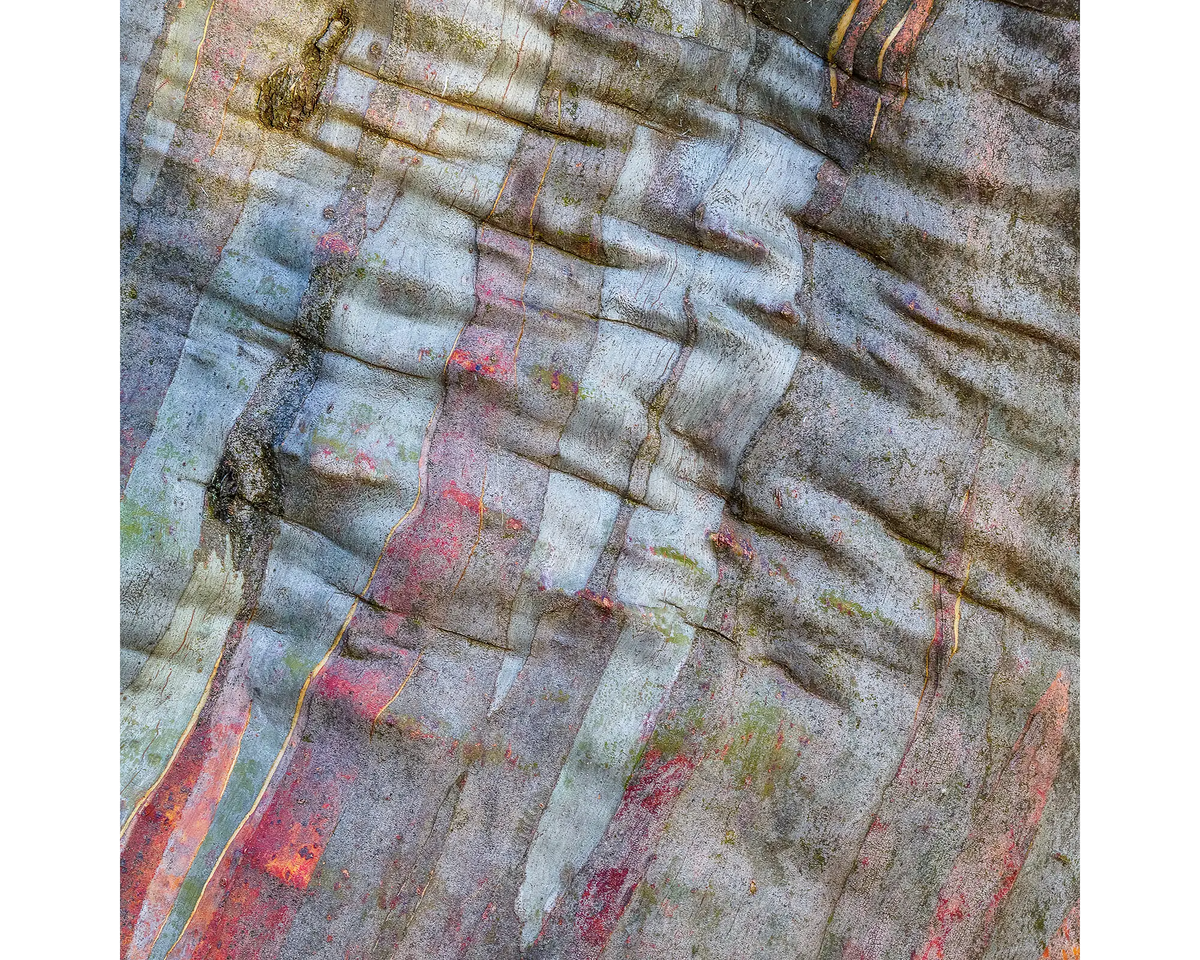 Stirling Colours. Bark patterns on a snow gum on Mount Stirling.
