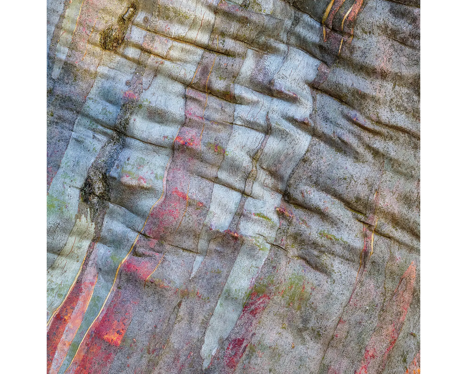 Stirling Colours. Bark patterns on a snow gum on Mount Stirling.