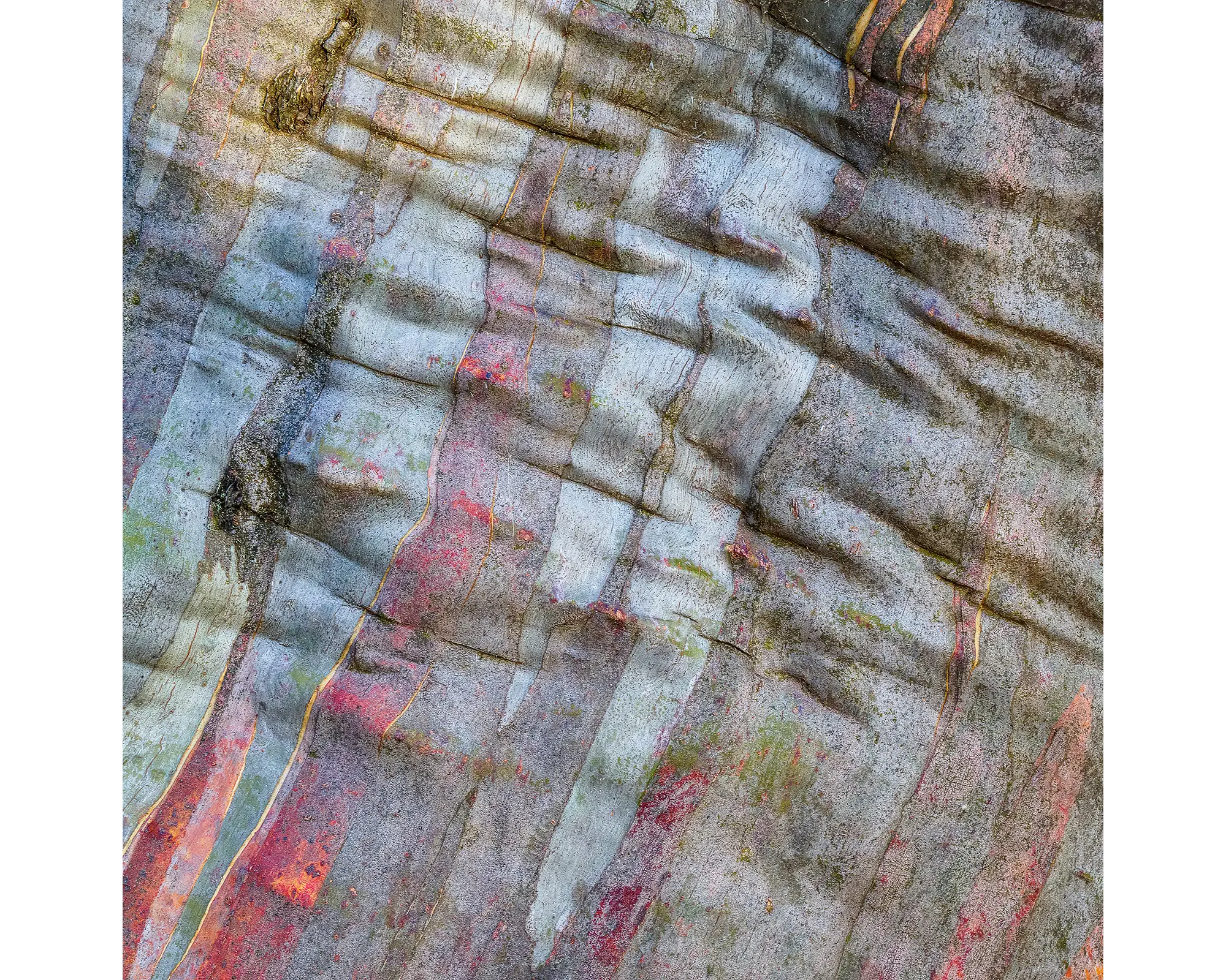 Stirling Colours. Bark patterns on a snow gum on Mount Stirling.