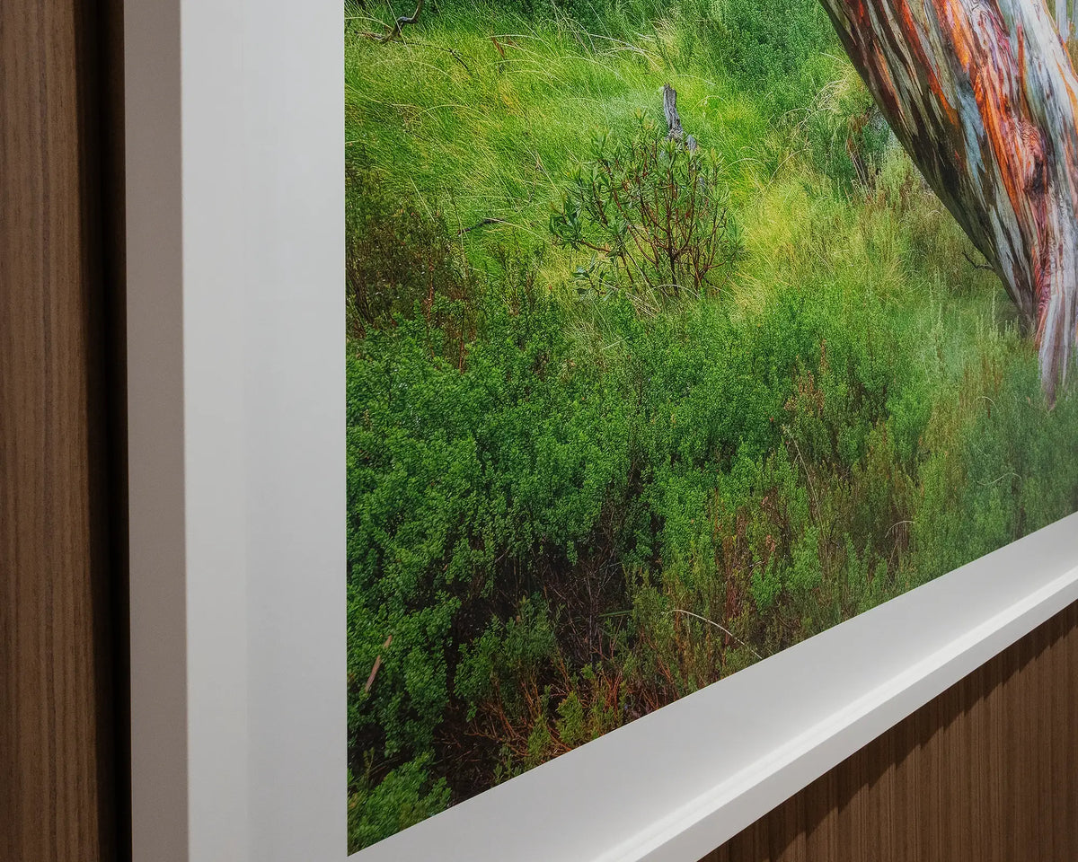 Strength. Close-up corner image of an extra large wall art print of a snow gum, with white frame hung in gallery.