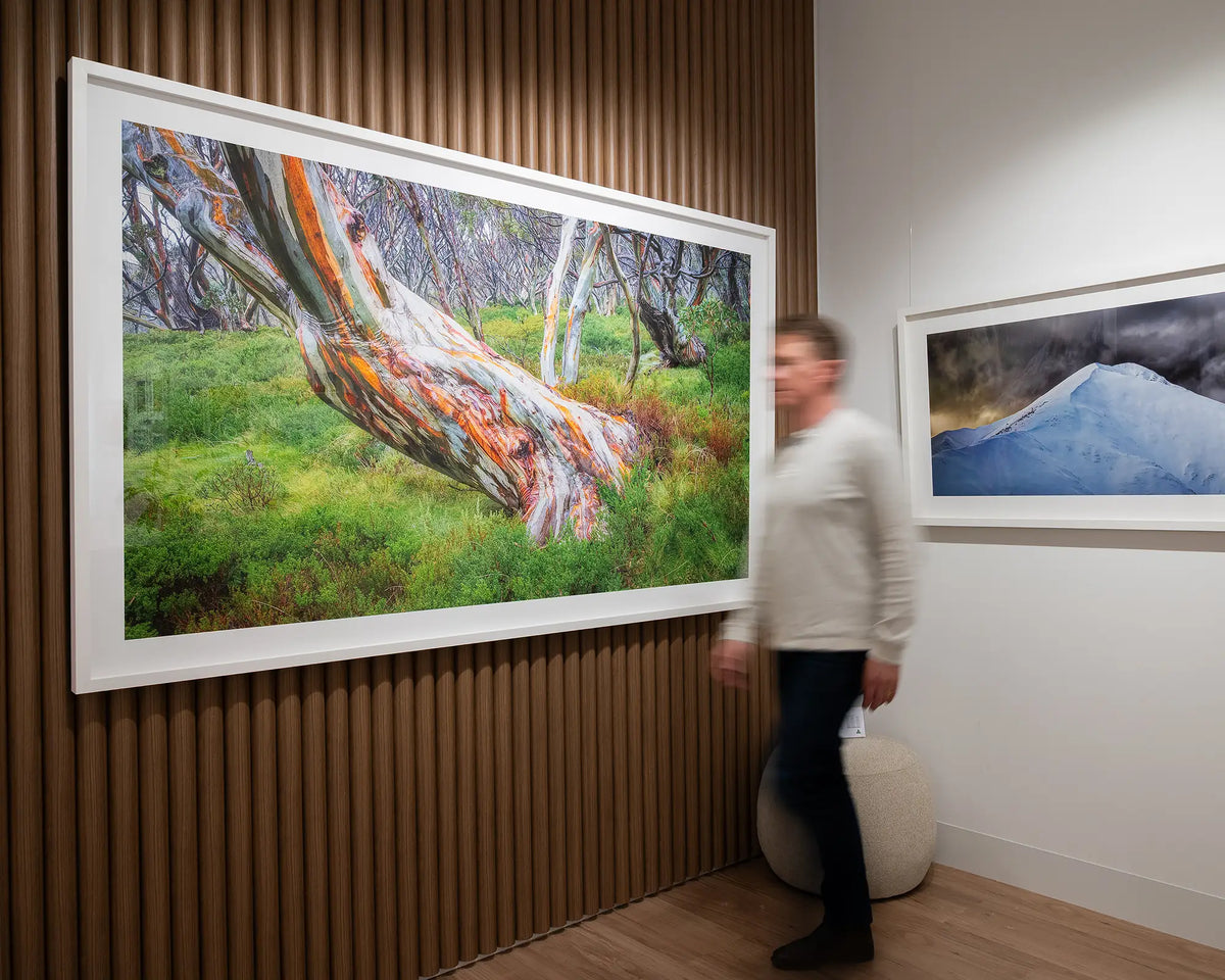 Strength. Colourful snow gum Kosciuszko National Park, extra large print with white frame on gallery wall, with person walking past.