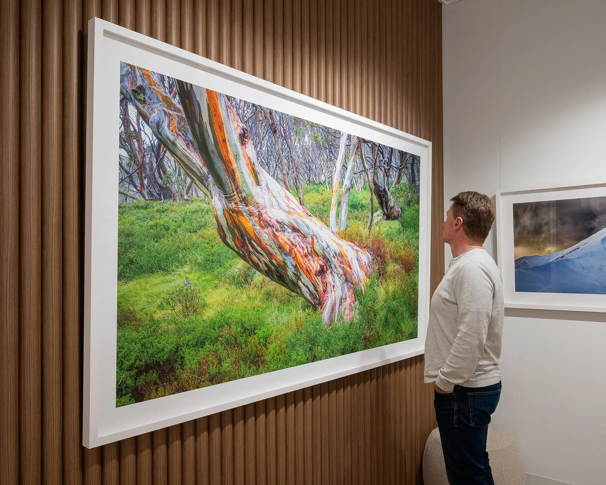 Strength. Extra large frame print with white frame of wet ancient snow gums Kosciuszko National Park, with person admiring.