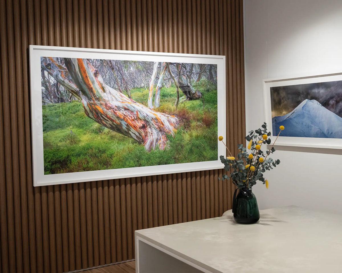 Strength. Extra large snow gum wall art print with a white frame hung in the Scott Leggo gallery.