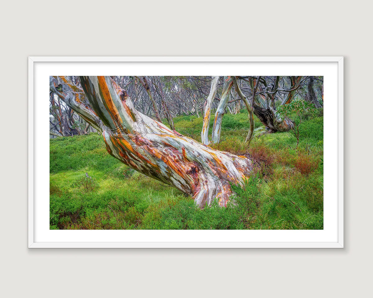 Framed artwork of a snow gum tree after rain with colourful bark in a natural setting.