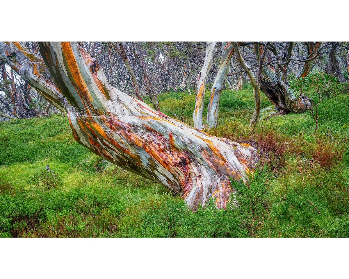 Strength - Wet bark on ancient snow gum in Kosciuszko National Park, Australia.