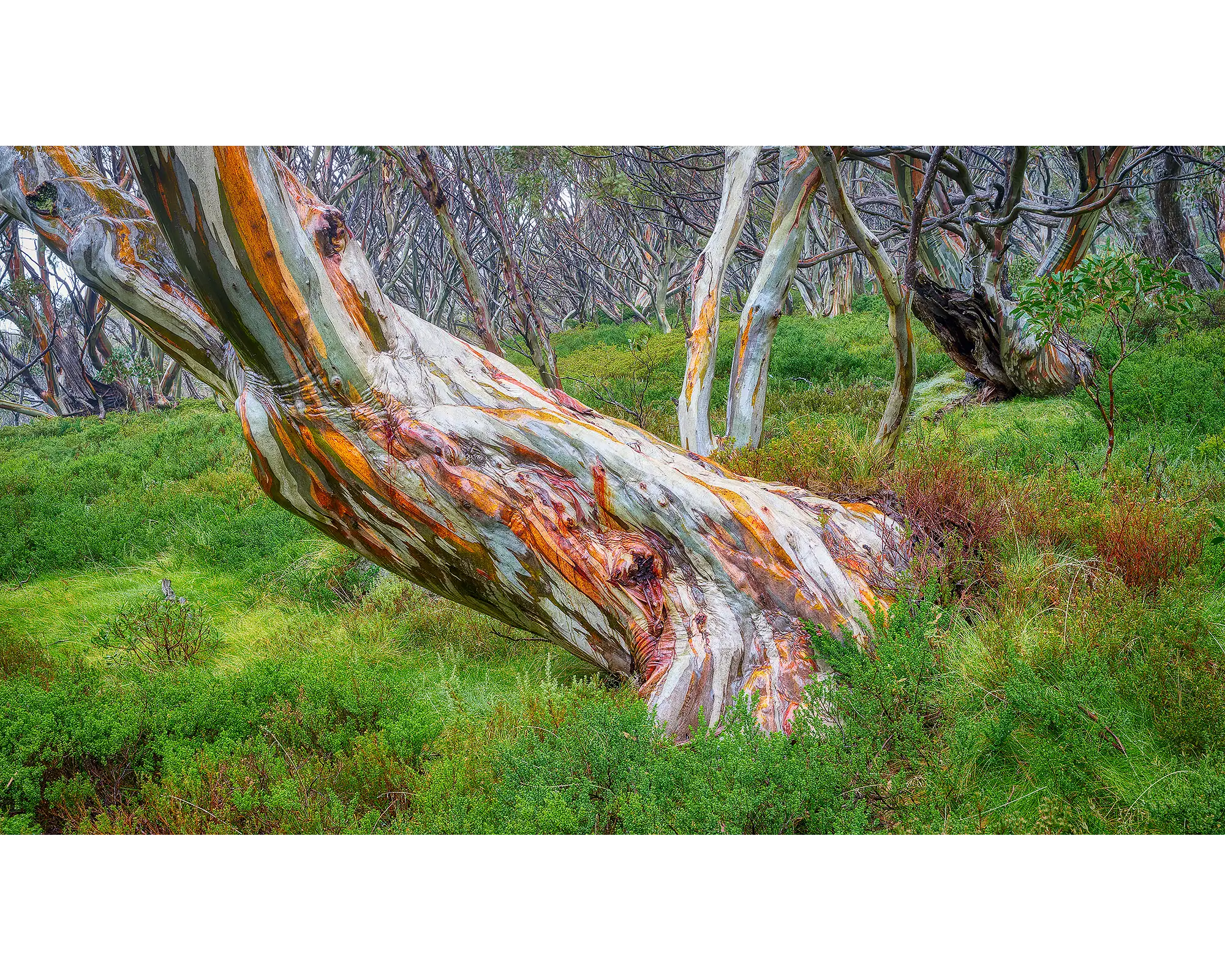 Strength - Wet bark on ancient snow gum in Kosciuszko National Park, Australia.