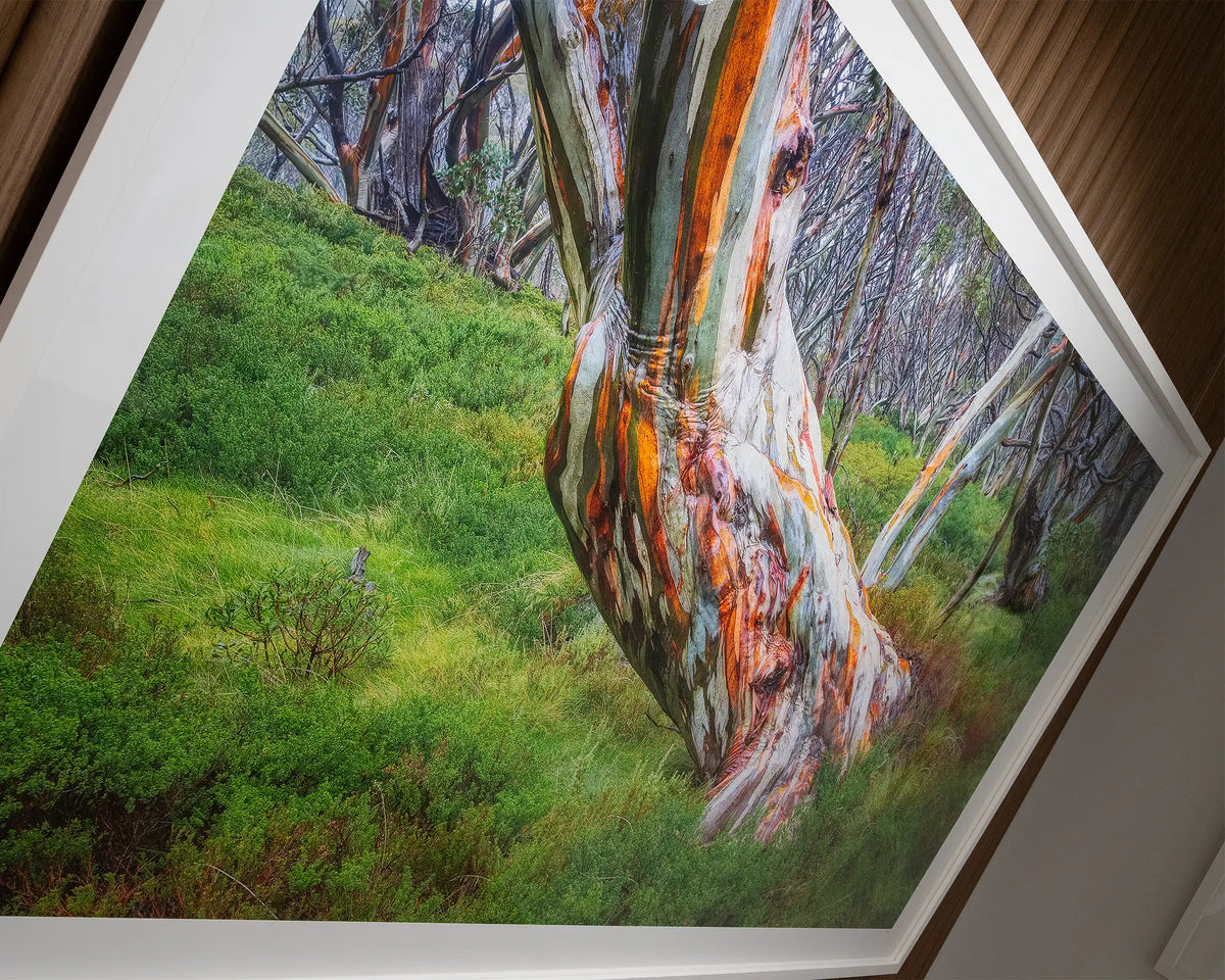 Strength. Wet ancient snow gum Kosciuszko National Park, large framed print in gallery - side angle.