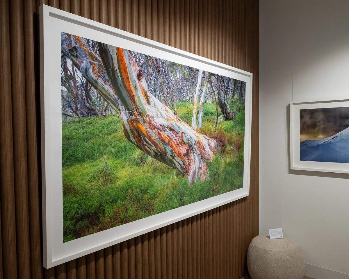 Strength. Wet ancient snow gum Kosciuszko National Park with white frame hanging on wood panelled wall.