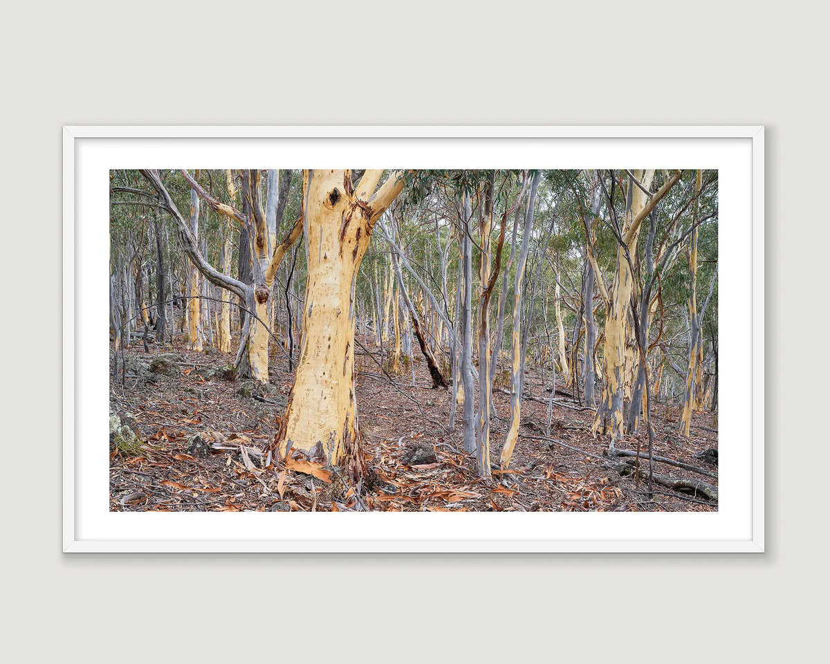 Framed photograph of a forest with trees and underbrush on a light grey background.