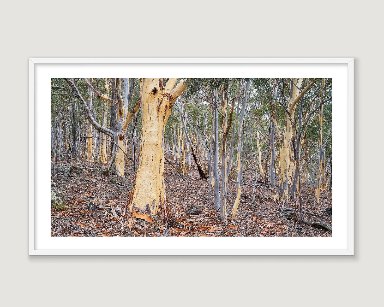 Framed photograph of a forest with trees and underbrush on a light grey background.