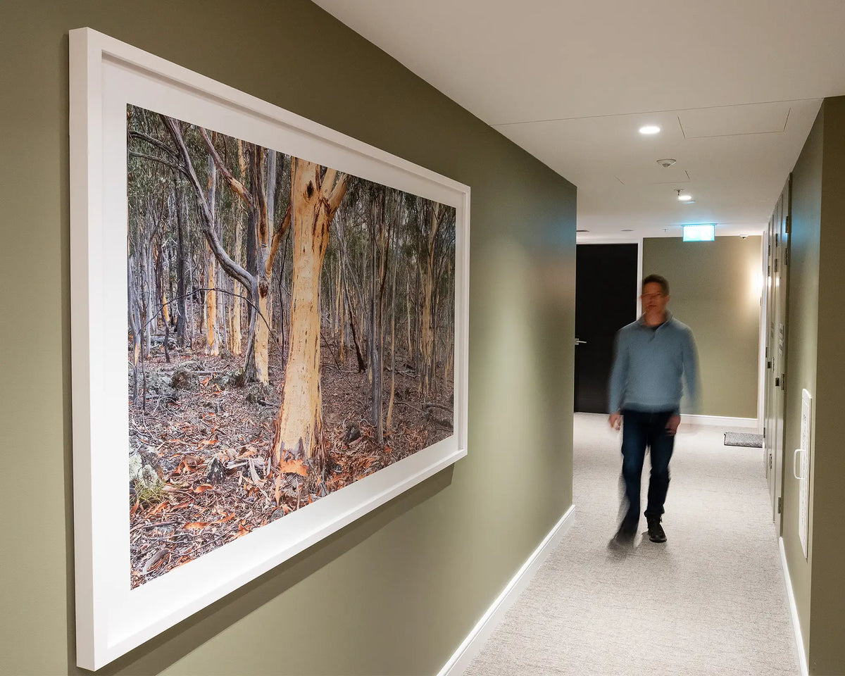 Summer Shedding. Gum trees shedding bark, Mount Ainslie, with white frame hung on olive green wall in commercial space, with person walking past.