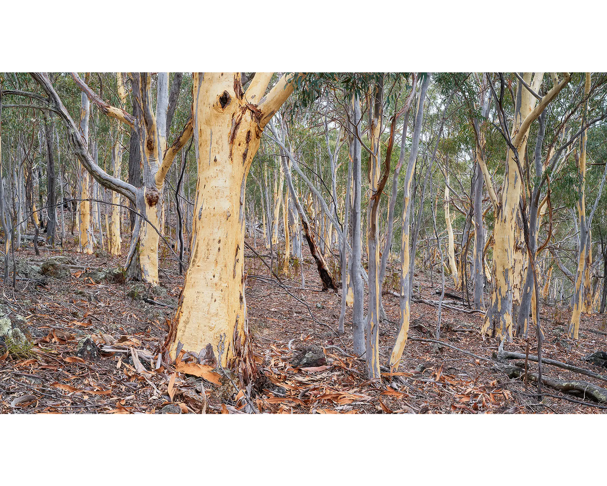 Summer Shedding. Gum trees shedding bark on Mount Ainslie, Canberra.