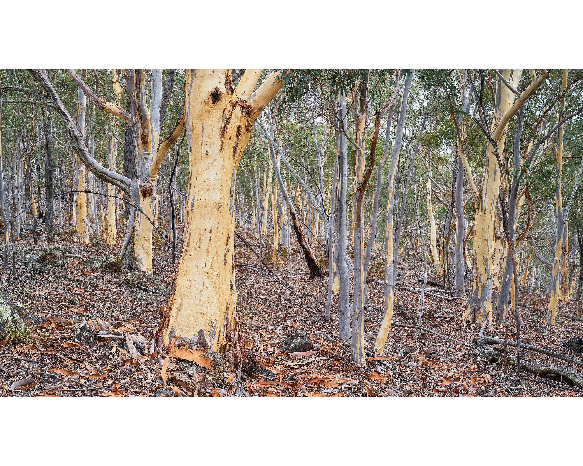 Summer Shedding. Gum trees shedding bark on Mount Ainslie, Canberra.