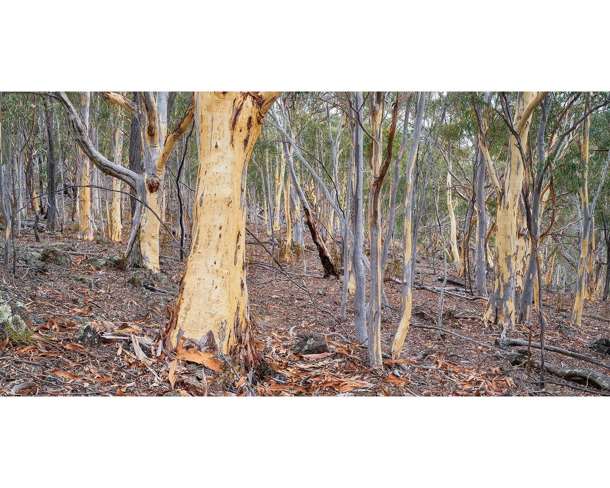 Summer Shedding, Gum trees shedding bark on Mount Ainslie.