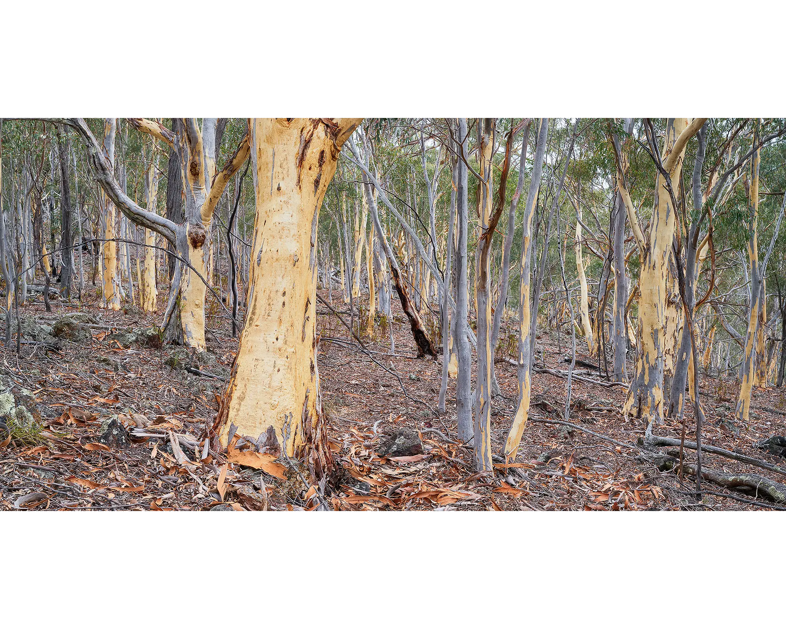 Summer Shedding, Gum trees shedding bark on Mount Ainslie.
