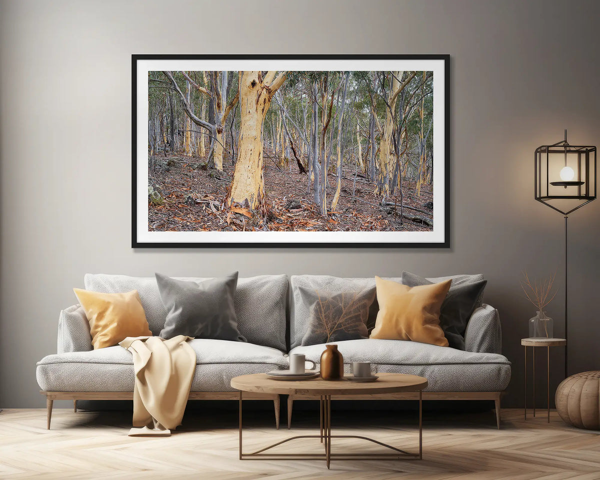 Summer Shedding. Wall art print of gum trees shedding bark on Mount Ainslie, Canberra, framed in a black frame and hung above a lounge seat. 