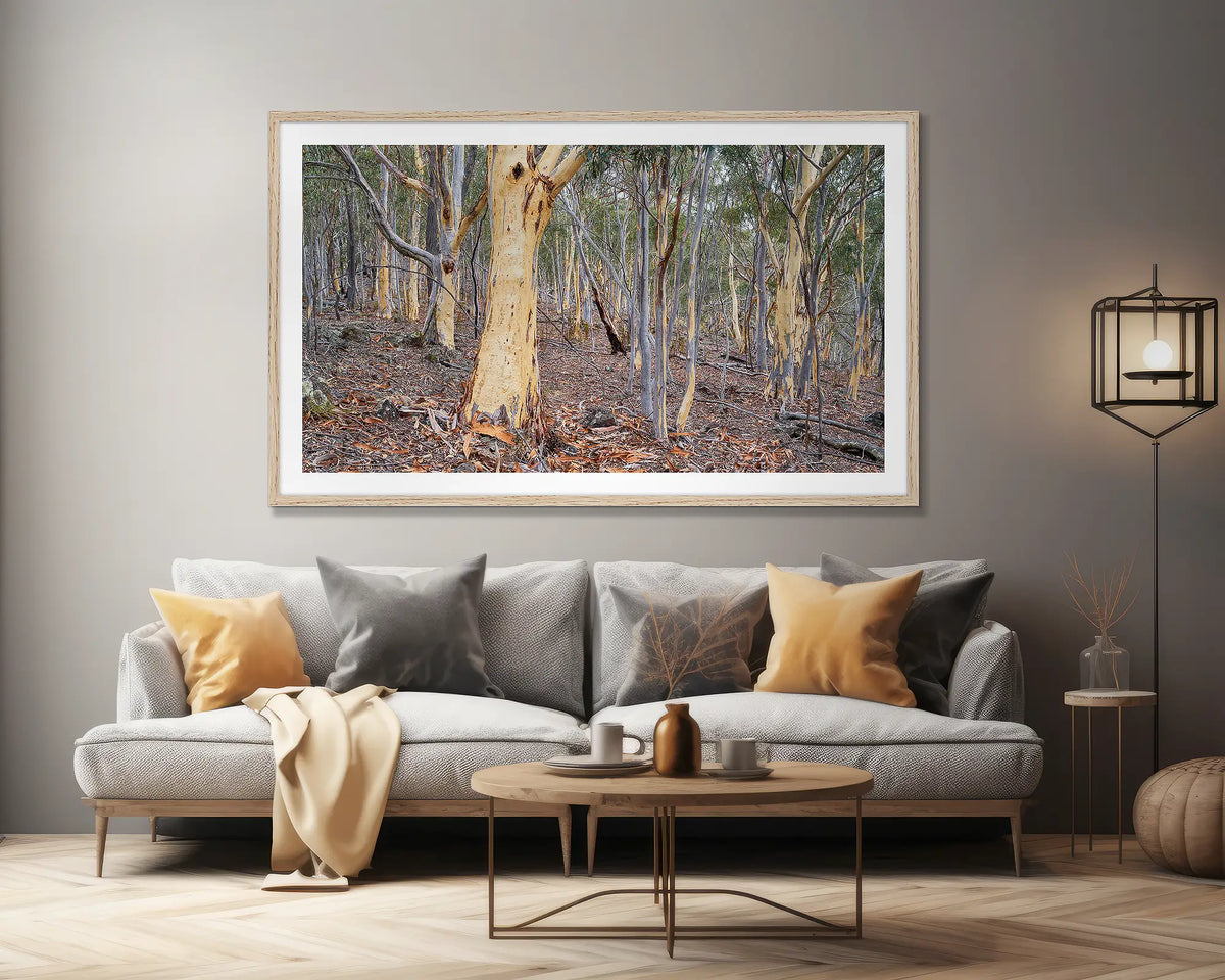 Summer Shedding. Wall art print of gum trees shedding bark on Mount Ainslie, Canberra, framed in a timber frame and hung above a lounge seat. 