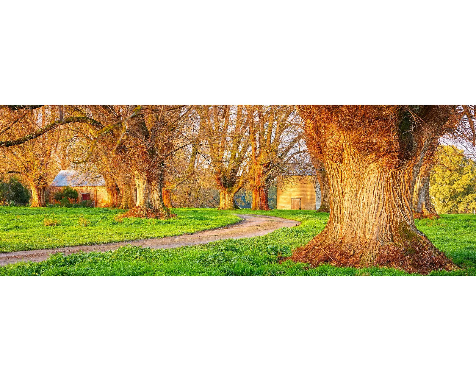 Sunset lighting up trees along a farmhouse driveway in King Valley, Victoria. 