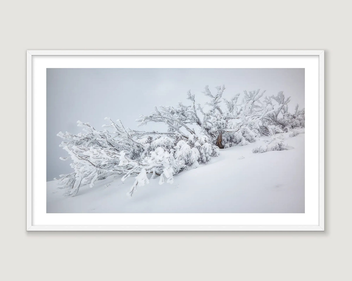 Framed wall art print of a snow gum covered in ice and snow after a snow storm in Koscisusko. 