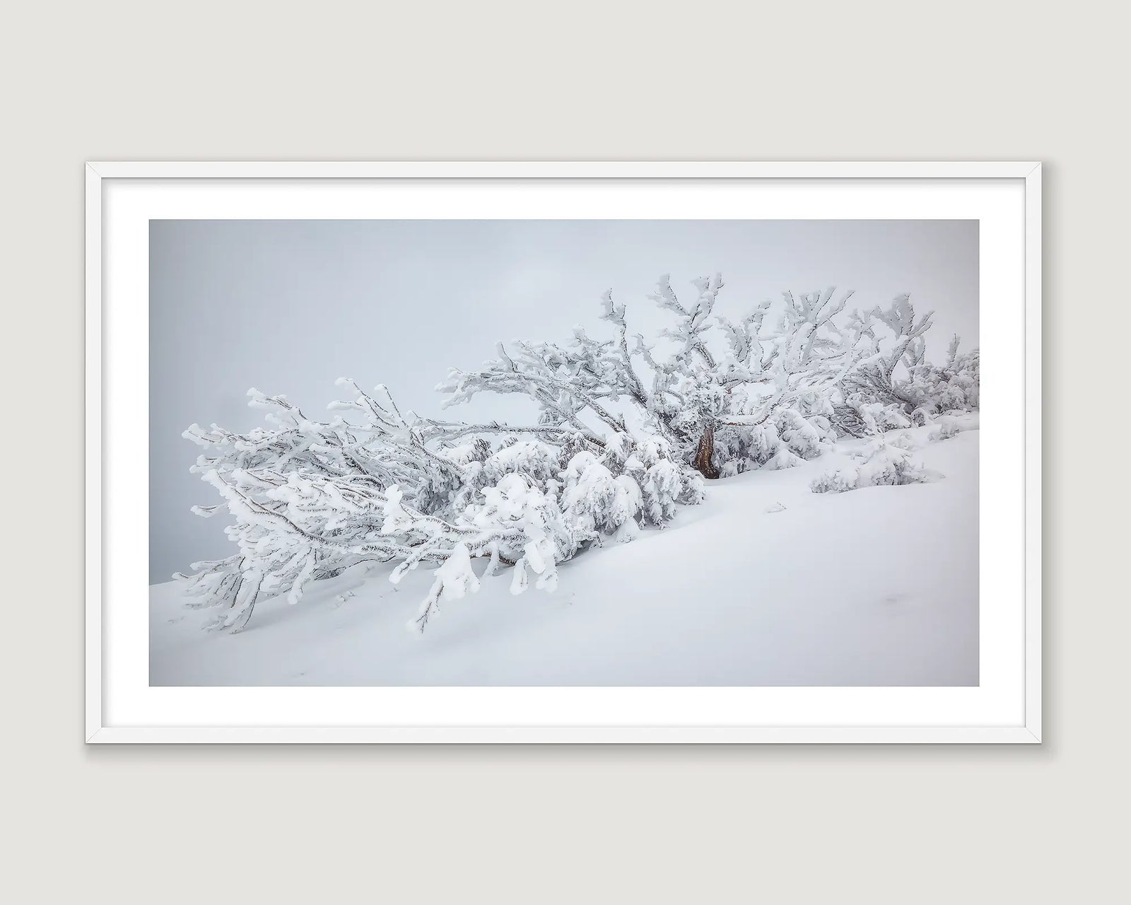 Framed wall art print of a snow gum covered in ice and snow after a snow storm in Koscisusko. 