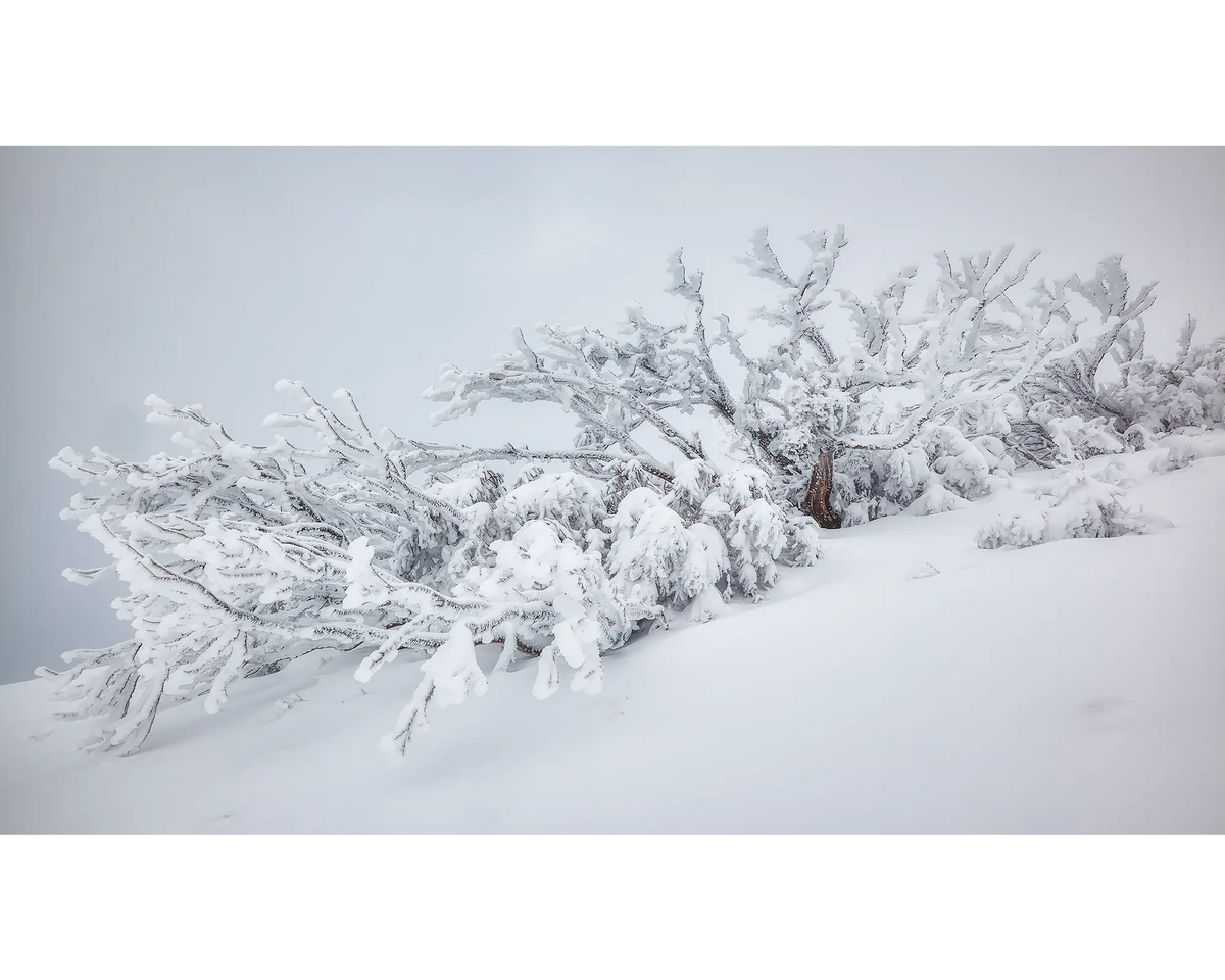 Snow gum covered in ice on Mount Feathertop.