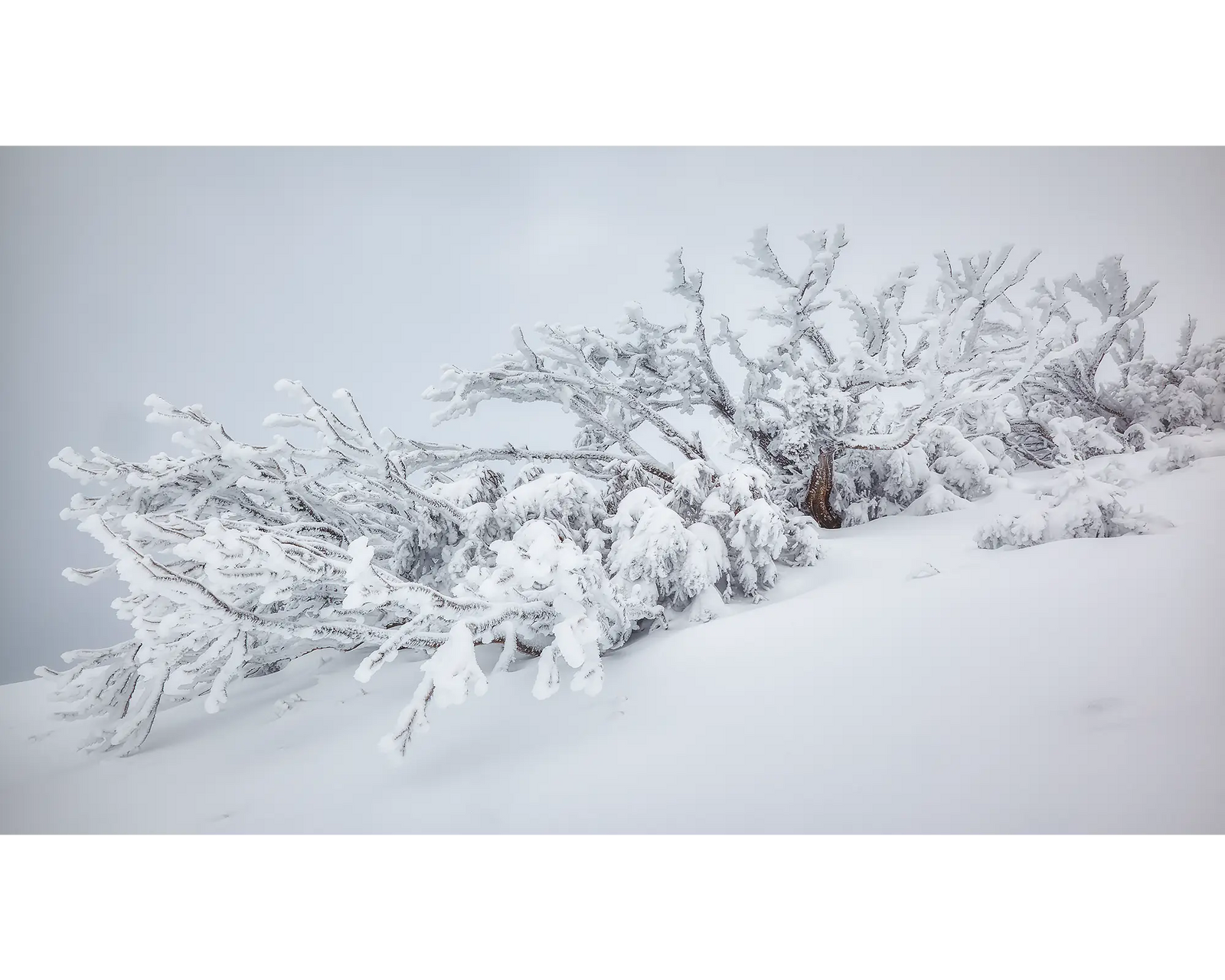 Snow gum covered in ice on Mount Feathertop.