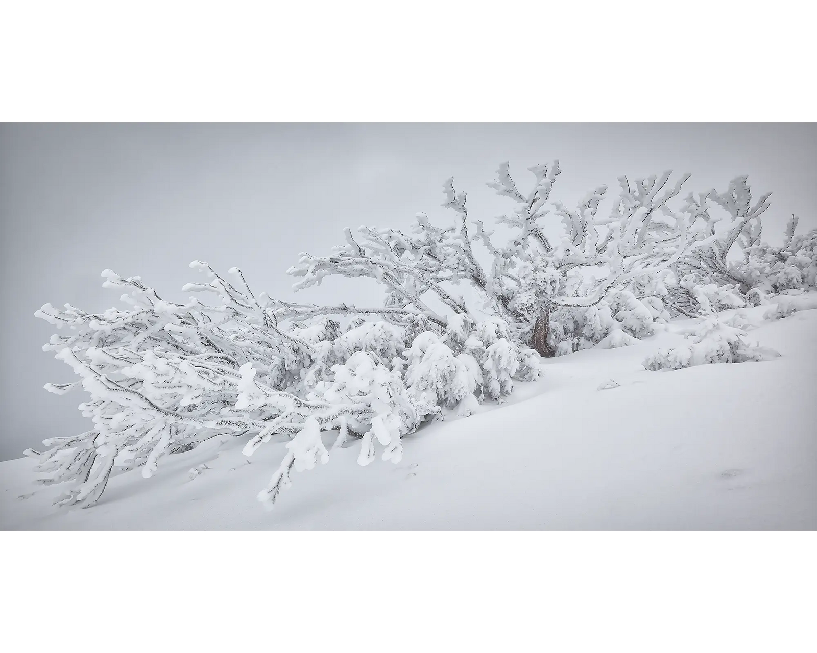 Survival. Snow gum covered in ice. Mount Feathertop, Alpine National Park.