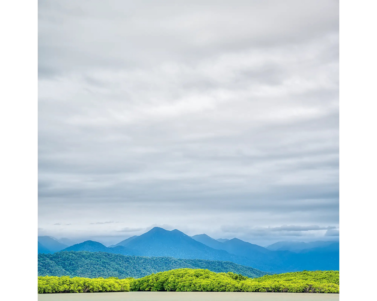 Mount Lewis National Park, Daintree rainforest, Queensland, Australia.
