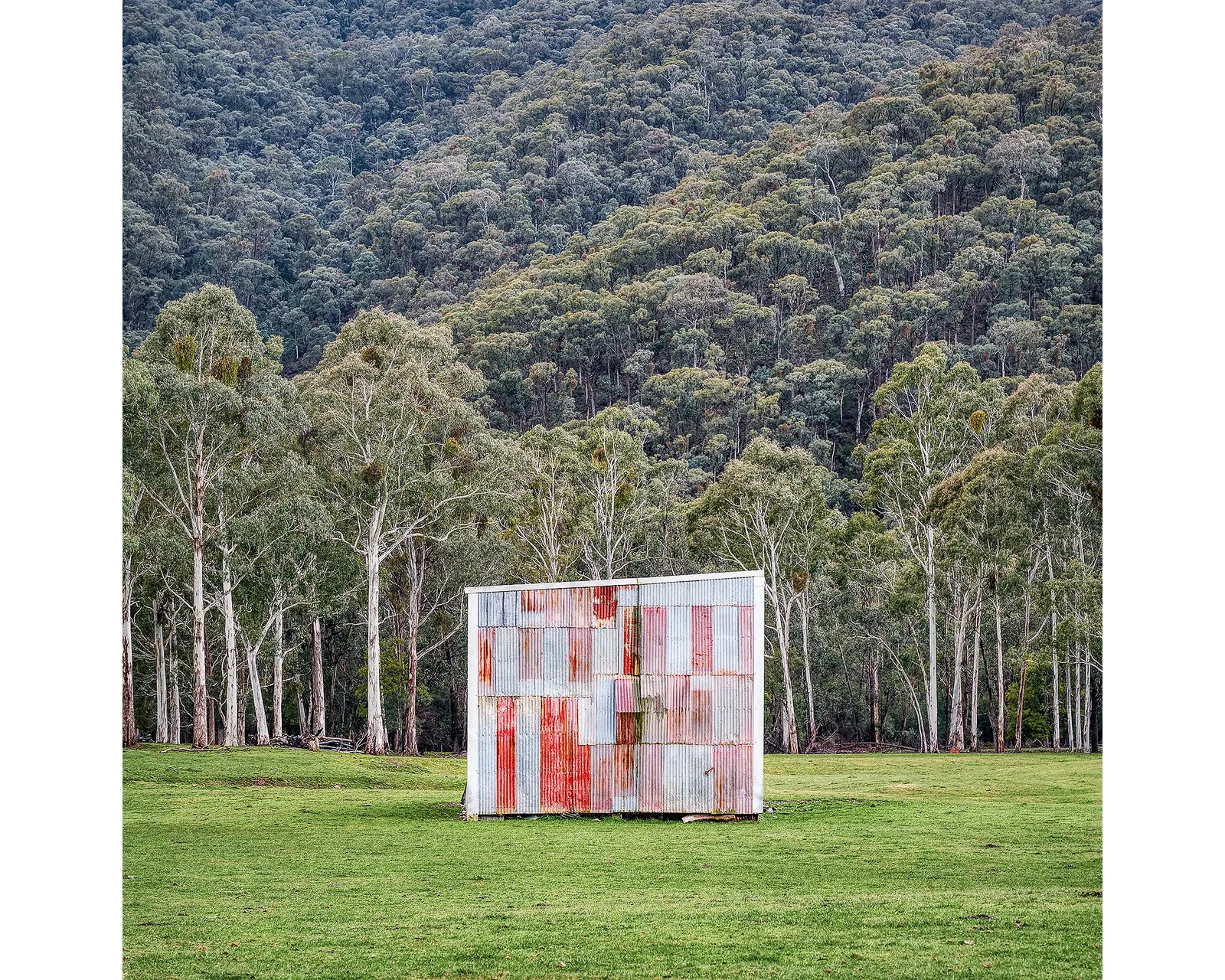 A rusted farm shed in a paddock with trees in the background, Alpine Shire, Victoria. 