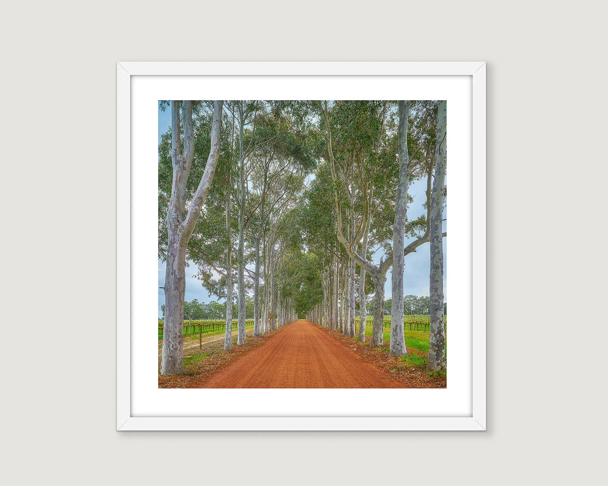 Framed artwork of a dirt road lined with trees and a vineyard.
