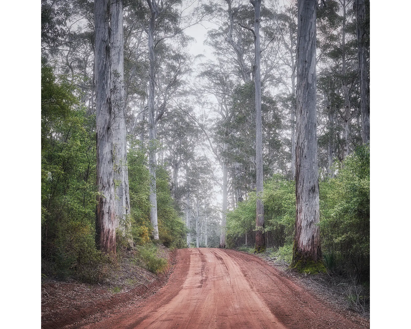 Dirt road winding through a Karri forest, Pemberton, WA. 