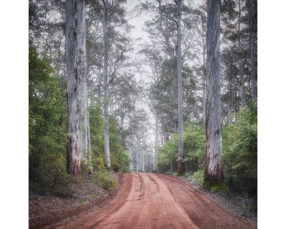 The Forest Beyond - Road through Karri forest, South West Western Australia.