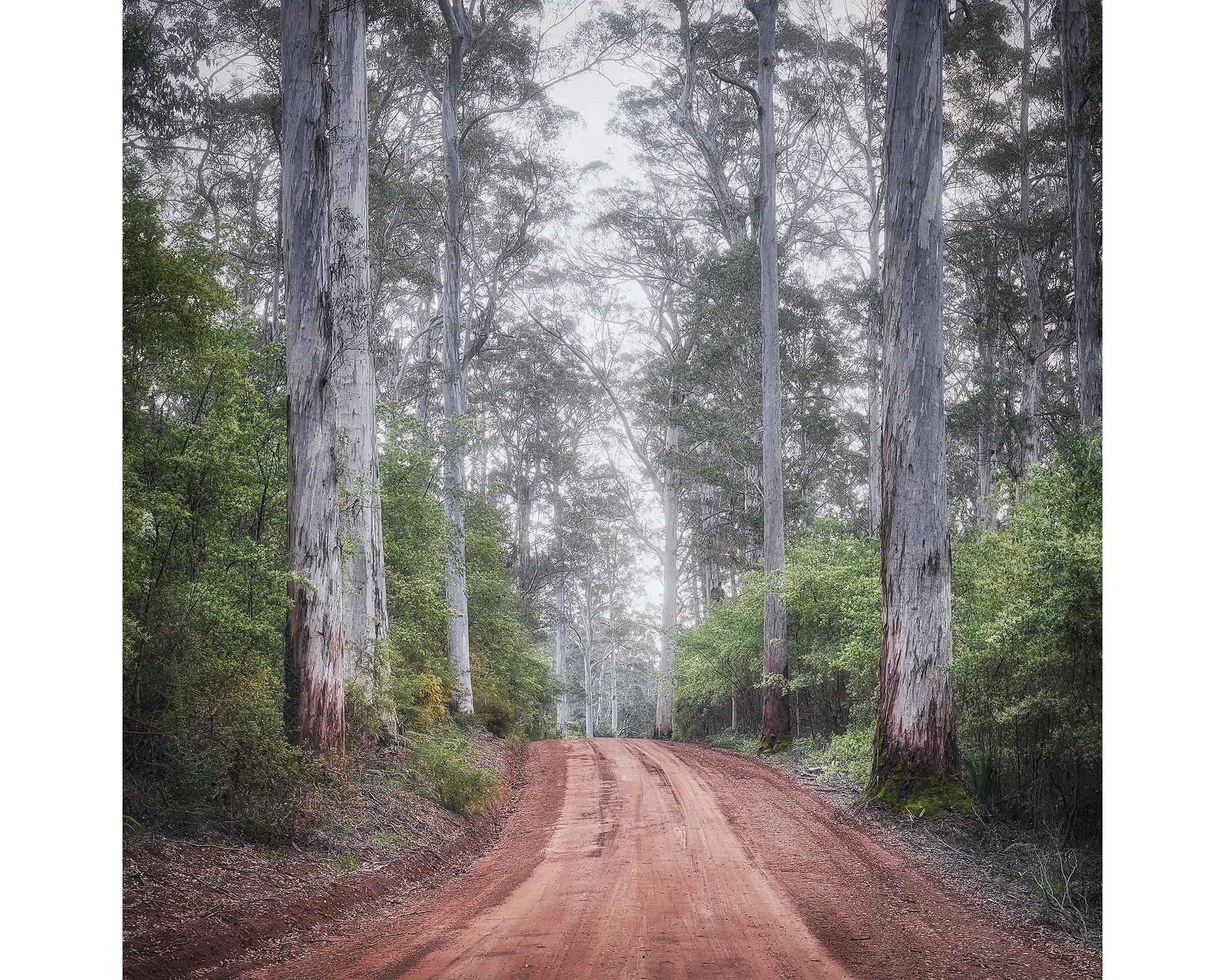 The Forest Beyond - Road through Karri forest, South West Western Australia.