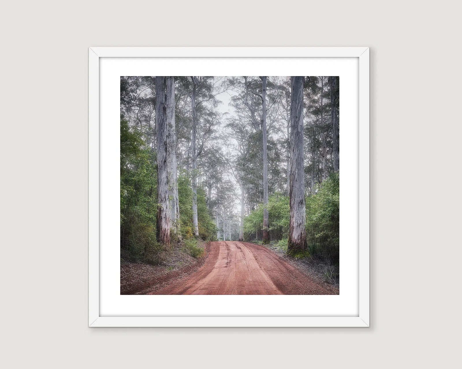 Framed photograph of a dirt road in a Karri Forest with tall trees.