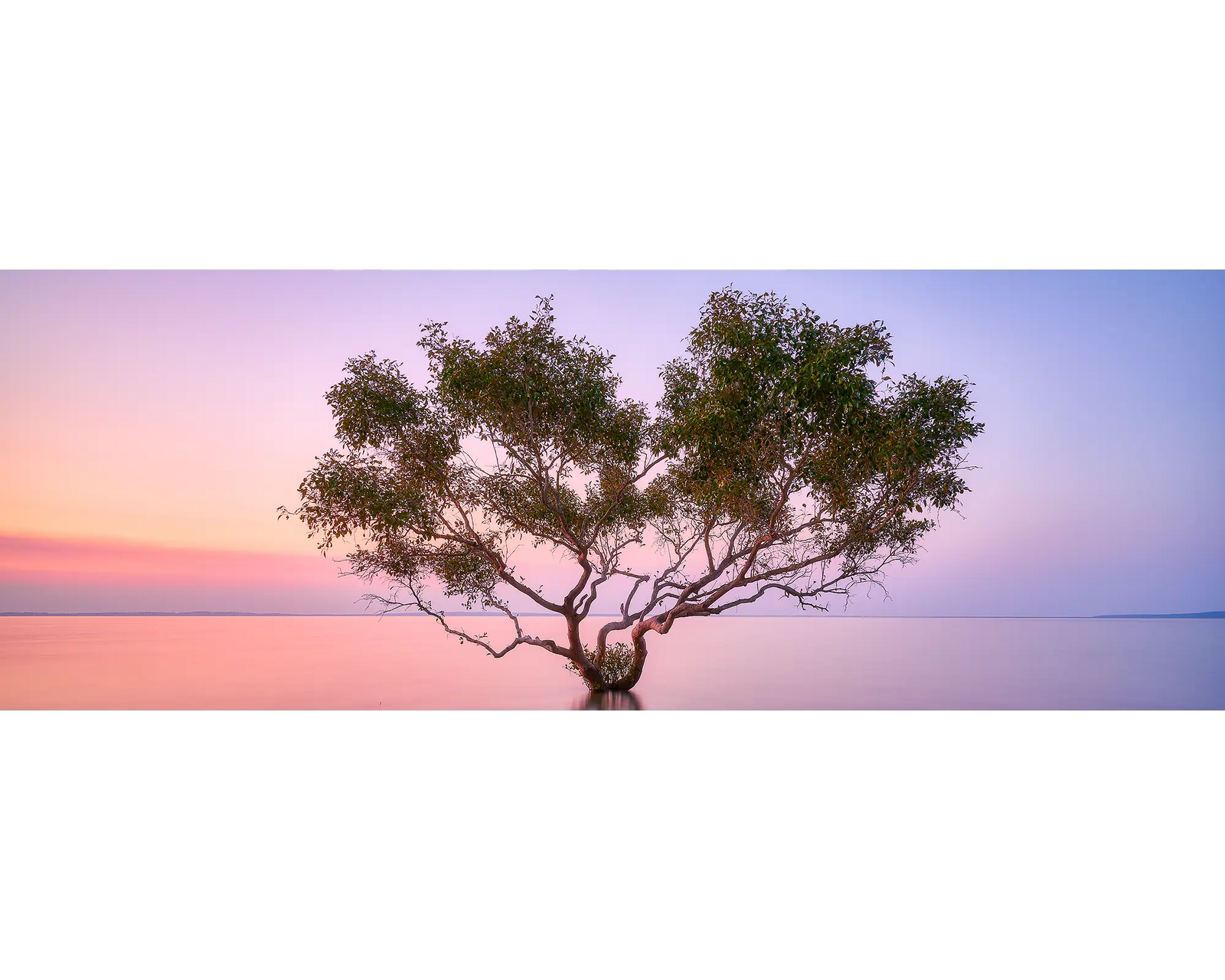 A singular mangrove in still water at sunset. K'gari (Fraser Island), Queensland. 
