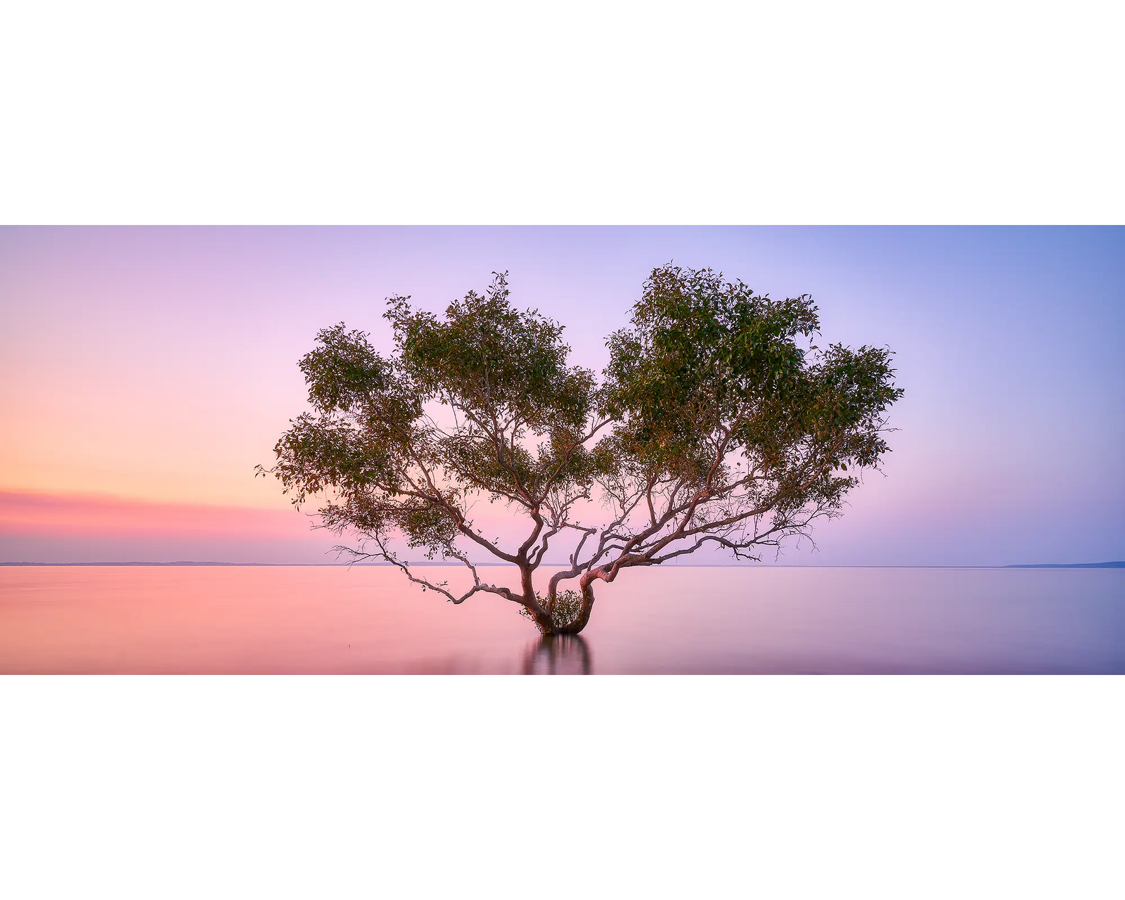 Tidal Tranquility. Mangrove at sunset, Fraser Island, Queensland, Australia.