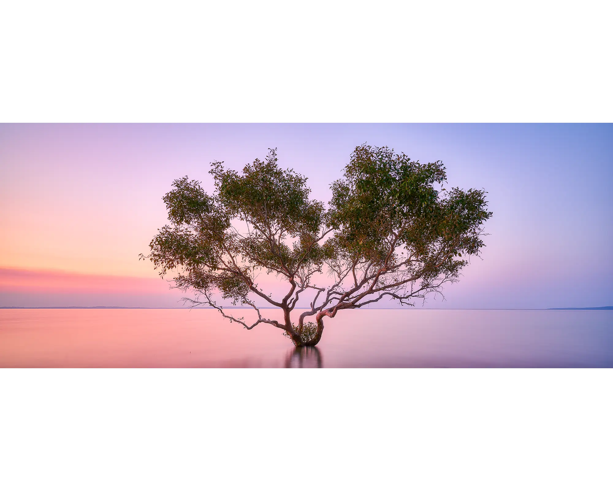 Tidal Tranquility. Mangrove at sunset, Fraser Island, Queensland, Australia.