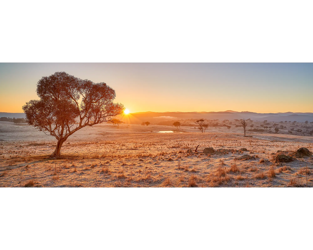 Tree at sunrise over Googong, New South Wales.